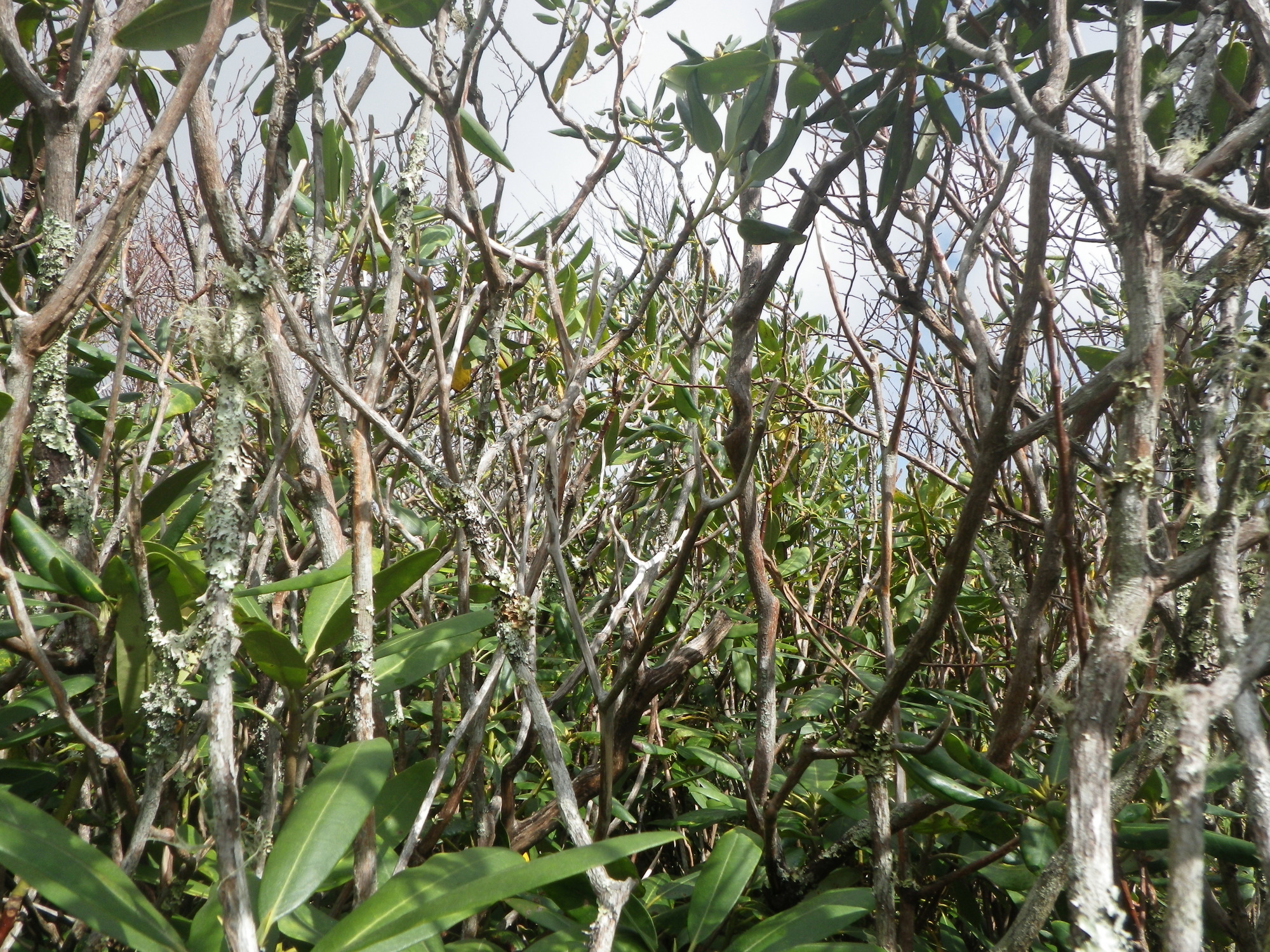 GRSM Accuracy Assessment. Plot Code: GRSM_AA_0109_6