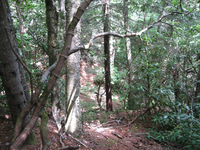 GRSM Accuracy Assessment. Plot Code: GRSM_AA_0098_6