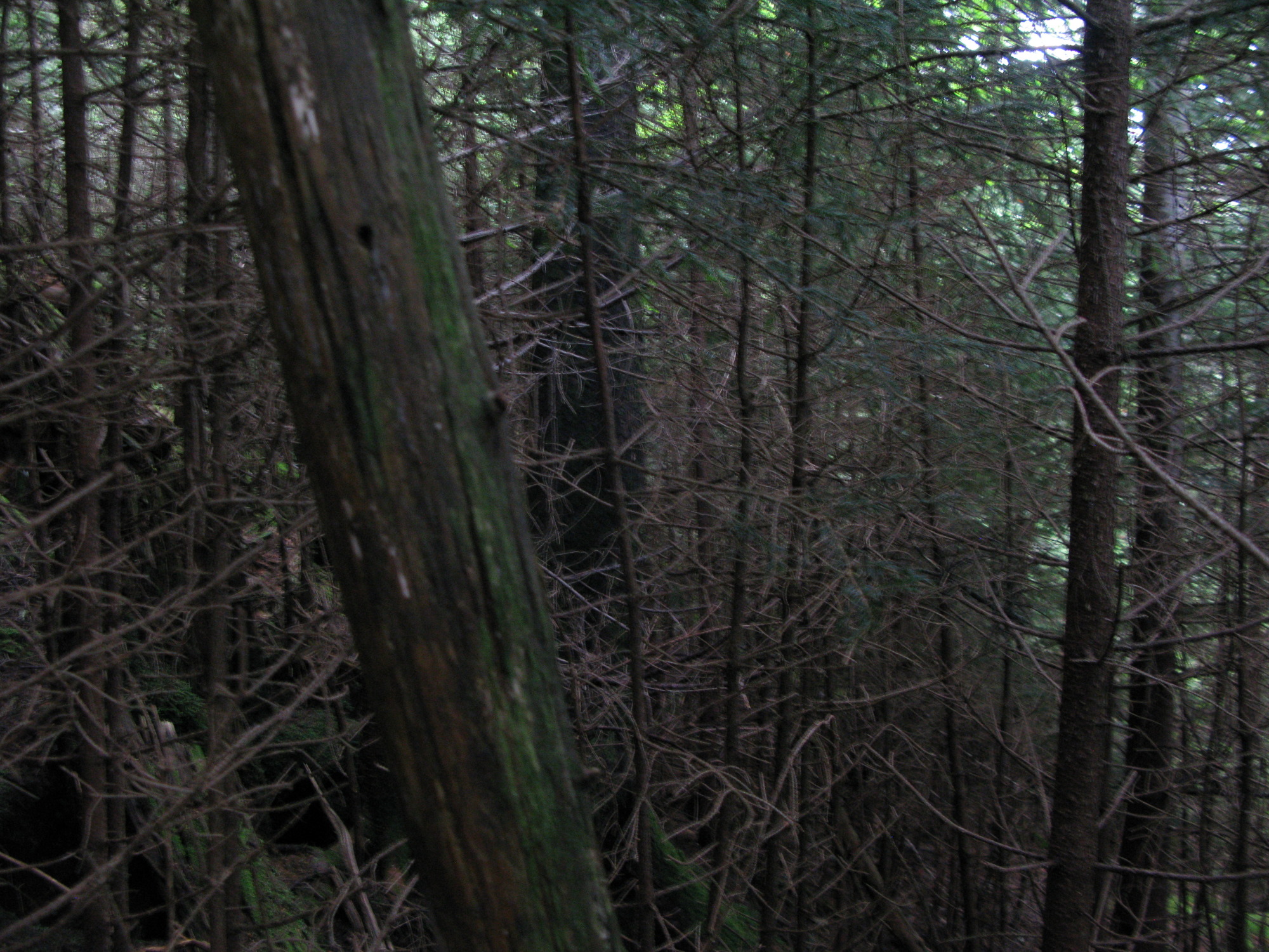 GRSM Accuracy Assessment. Plot Code: GRSM_AA_0826_3