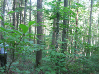 GRSM Accuracy Assessment. Plot Code: GRSM_AA_0042_5