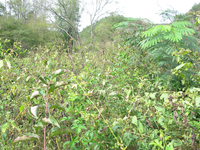 GRSM Accuracy Assessment. Plot Code: GRSM_AA_0614_2