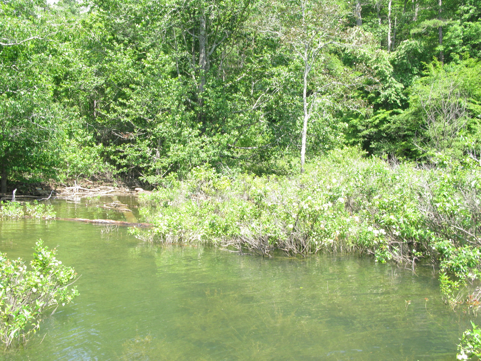 GRSM Accuracy Assessment. Plot Code: GRSM_AA_0006_3