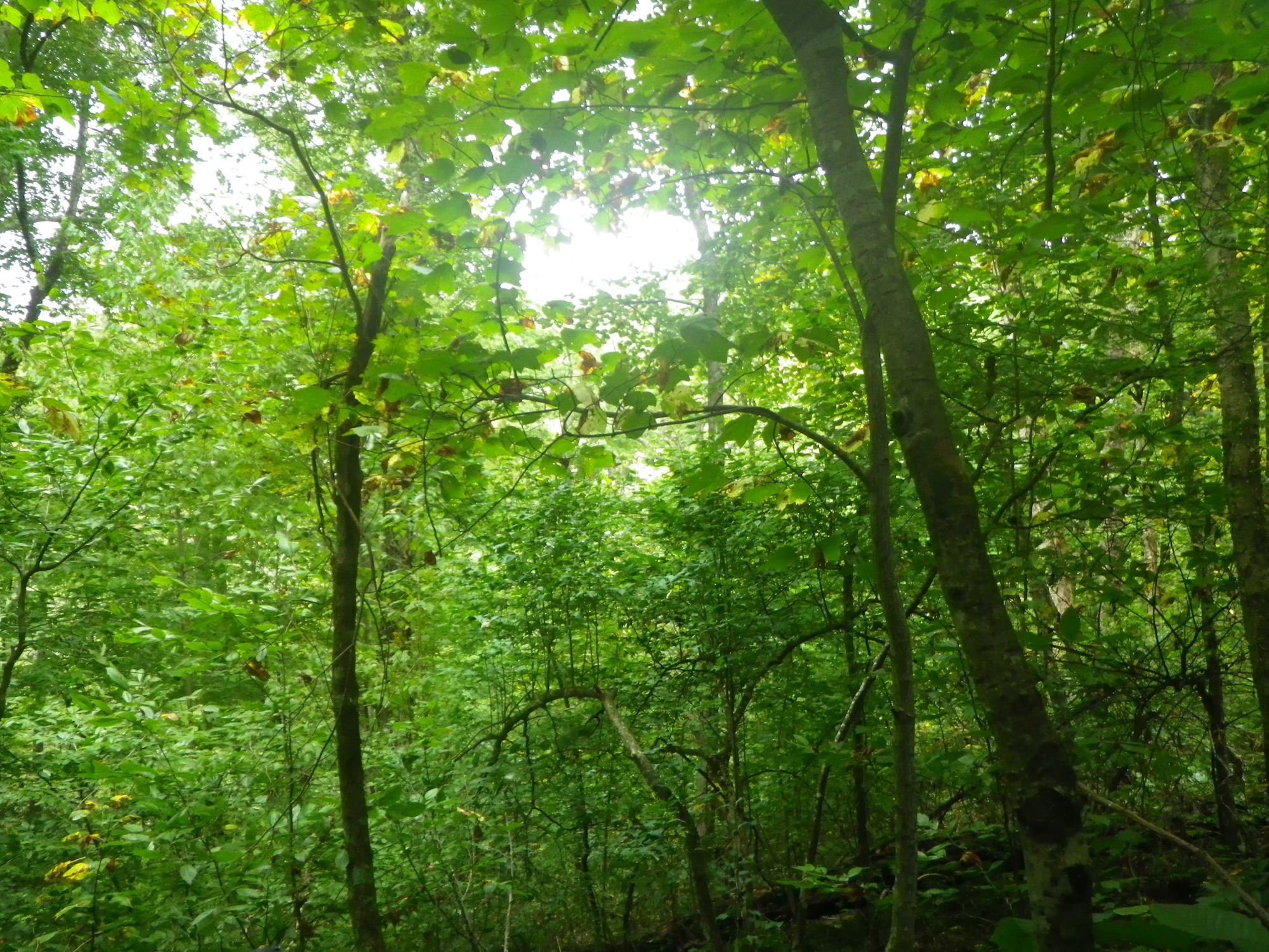 GRSM Accuracy Assessment. Plot Code: GRSM_AA_0618_2