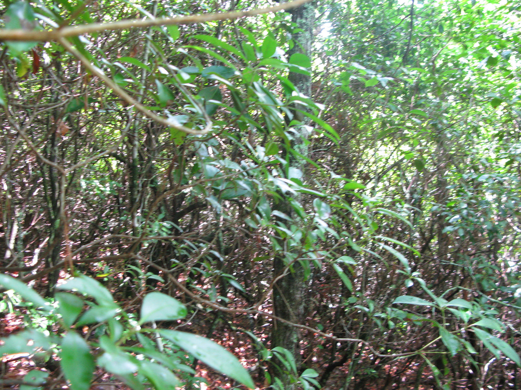 GRSM Accuracy Assessment. Plot Code: GRSM_AA_0058_4