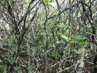 GRSM Accuracy Assessment. Plot Code: GRSM_AA_0174_2