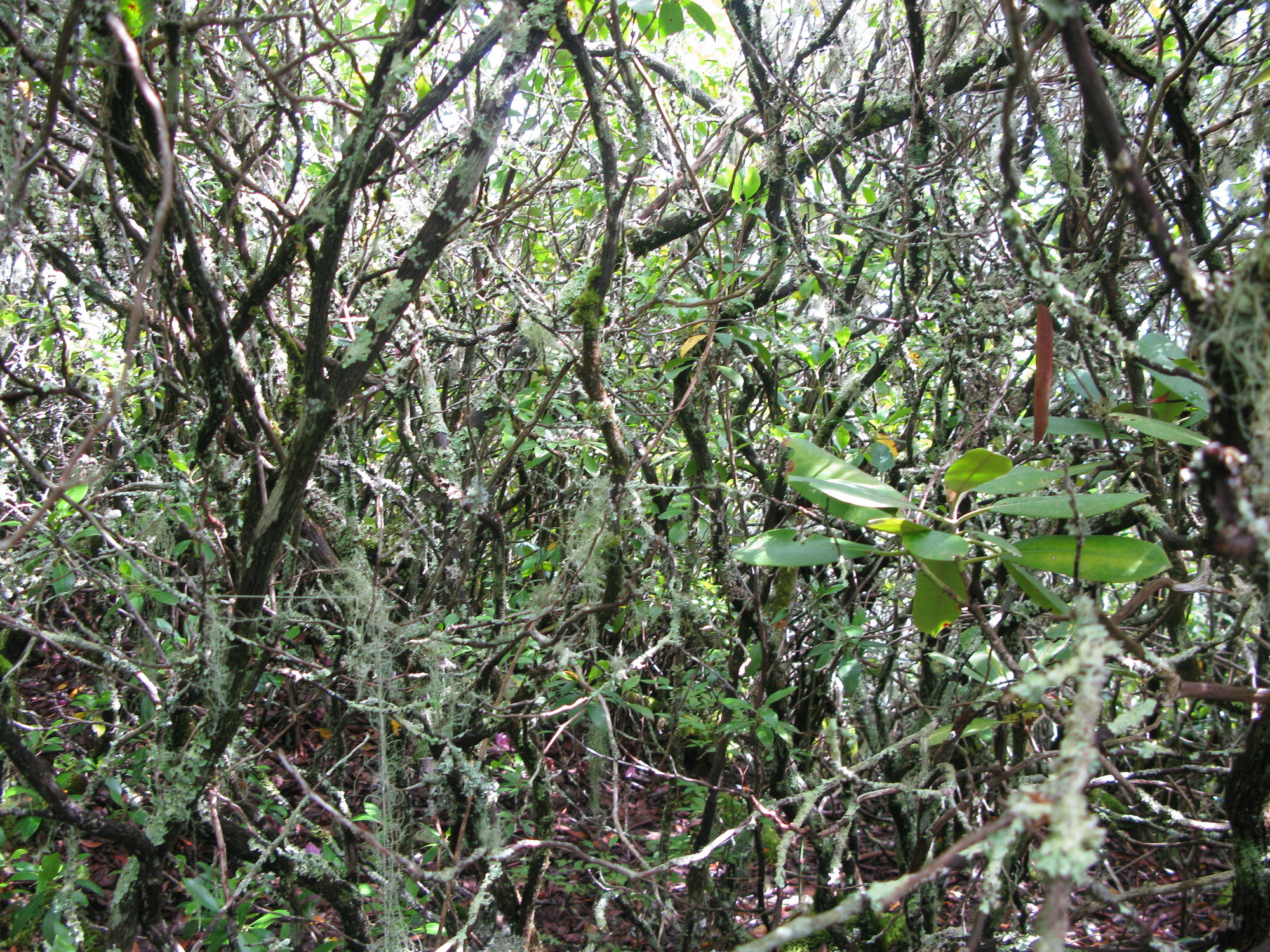 GRSM Accuracy Assessment. Plot Code: GRSM_AA_0174_2