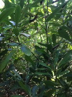 GRSM Accuracy Assessment. Plot Code: GRSM_AA_0278_2