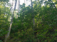 GRSM Accuracy Assessment. Plot Code: GRSM_AA_0828_6