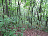 GRSM Accuracy Assessment. Plot Code: GRSM_AA_0230_3