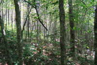 GRSM Accuracy Assessment. Plot Code: GRSM_AA_0847_4