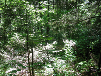 GRSM Accuracy Assessment. Plot Code: GRSM_AA_0750_5