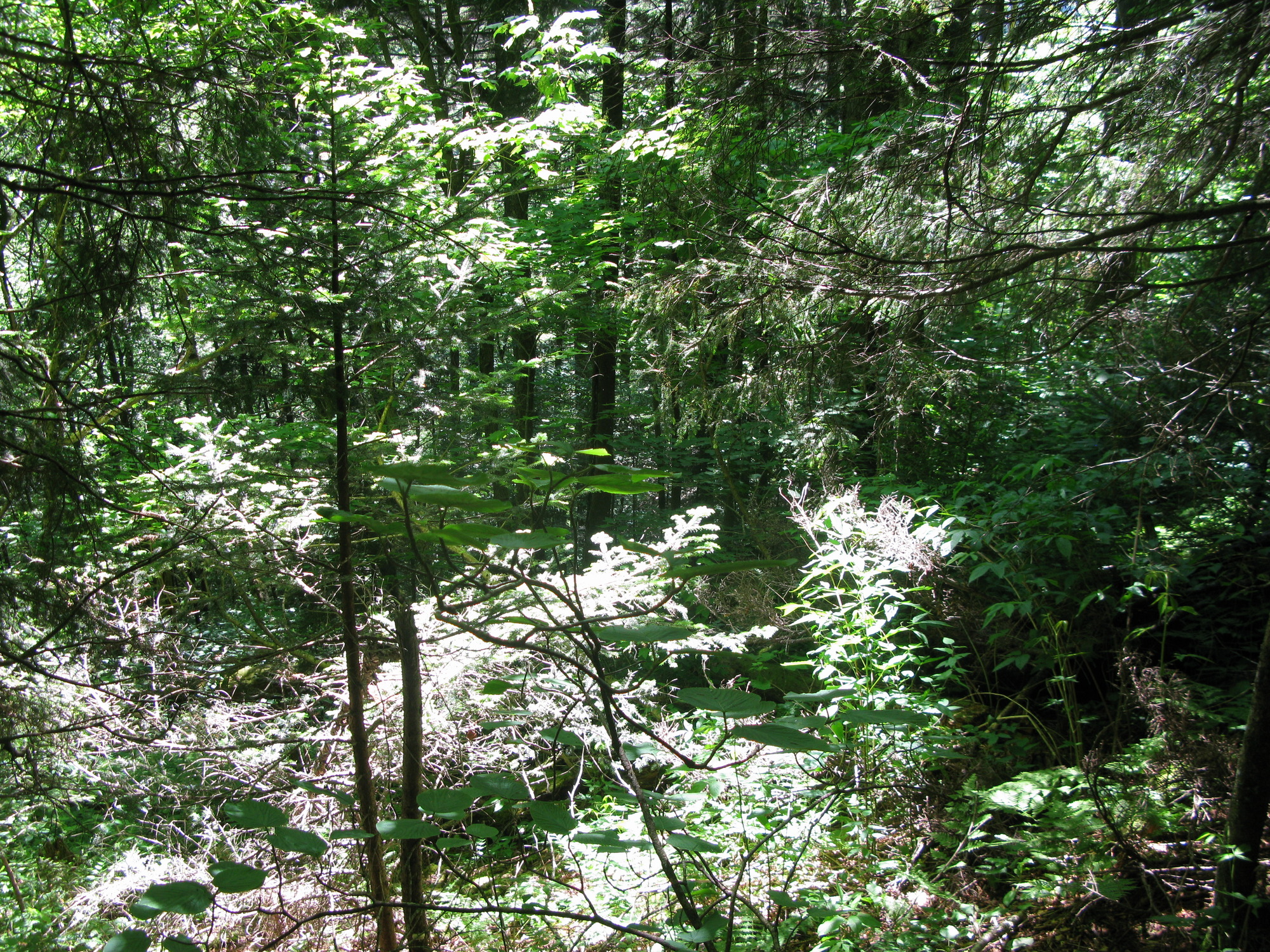 GRSM Accuracy Assessment. Plot Code: GRSM_AA_0750_5