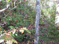 GRSM Accuracy Assessment. Plot Code: GRSM_AA_0323_2