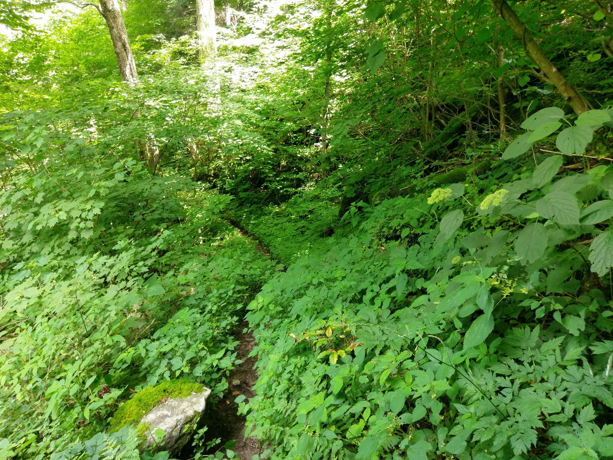 Plot Code: GRSM_AA_0544_3