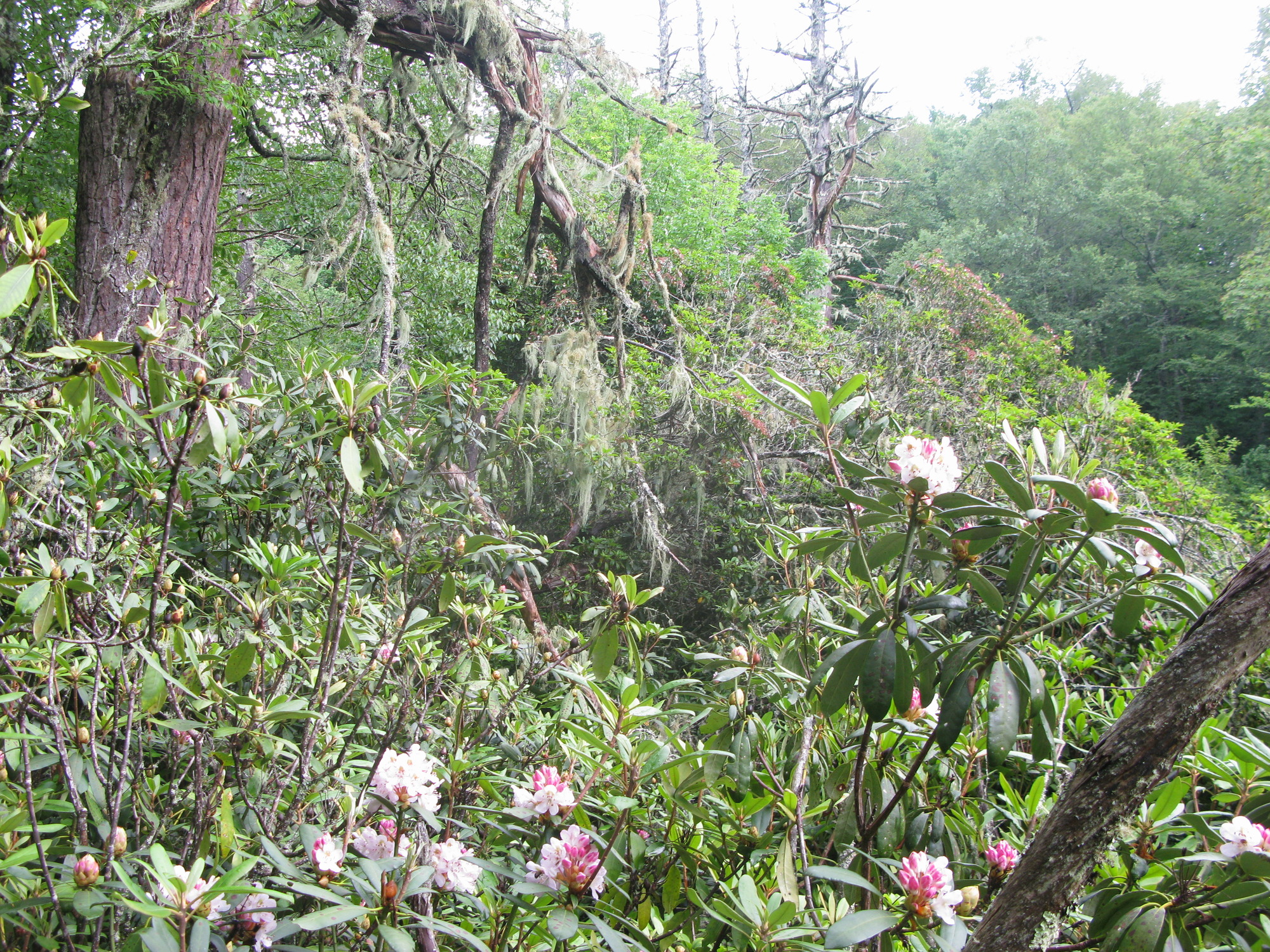 GRSM Accuracy Assessment. Plot Code: GRSM_AA_0740_2