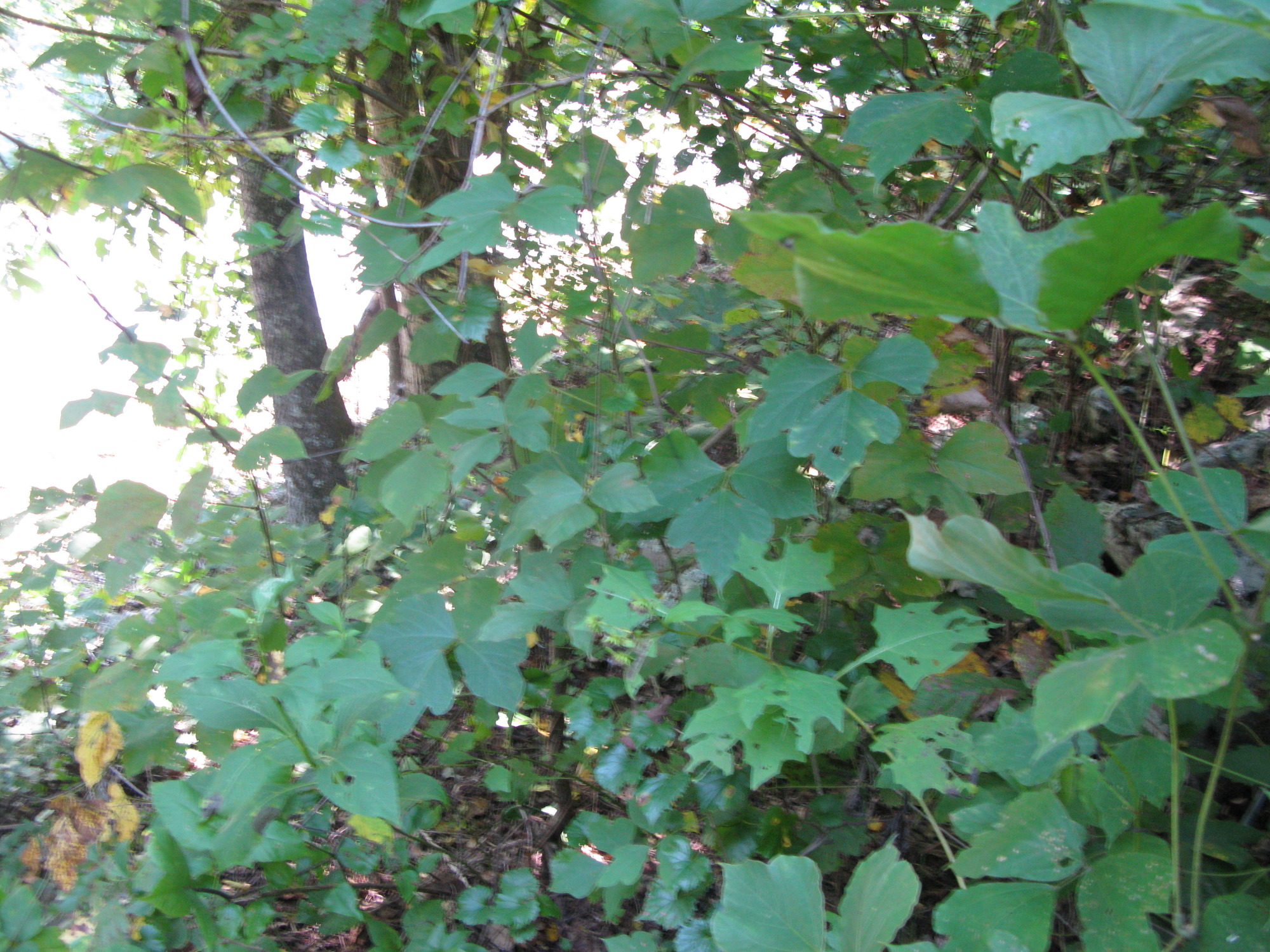 GRSM Accuracy Assessment. Plot Code: GRSM_AA_0060_5