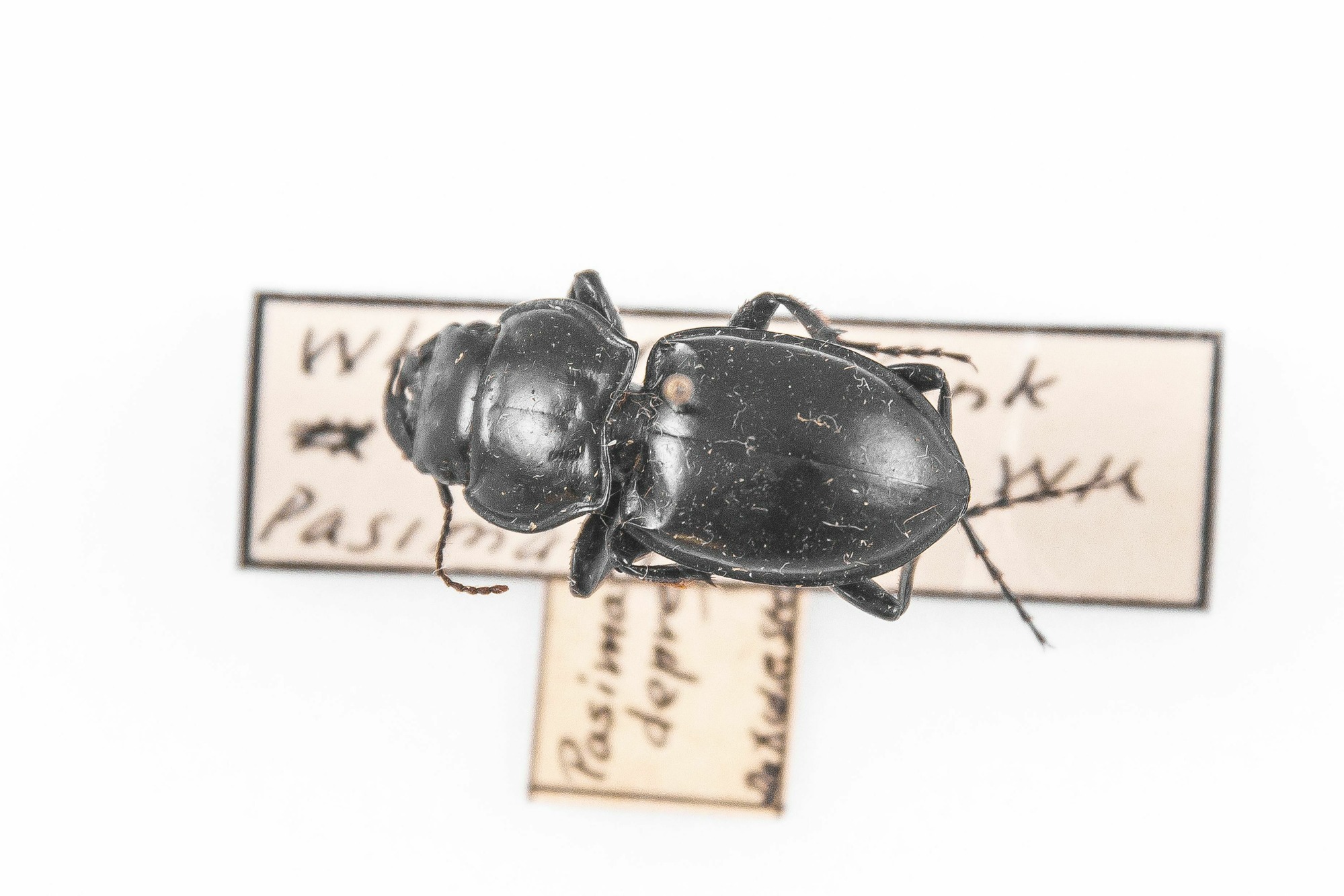 Image of Pasimachus depressus, a species of Animalia