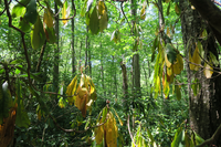 GRSM Accuracy Assessment. Plot Code: GRSM_AA_0941_5