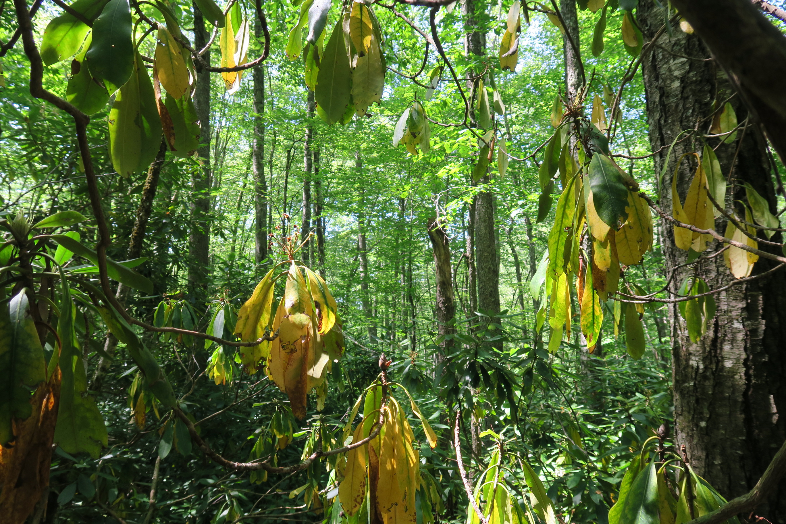 GRSM Accuracy Assessment. Plot Code: GRSM_AA_0941_5