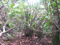 GRSM Accuracy Assessment. Plot Code: GRSM_AA_0443_6