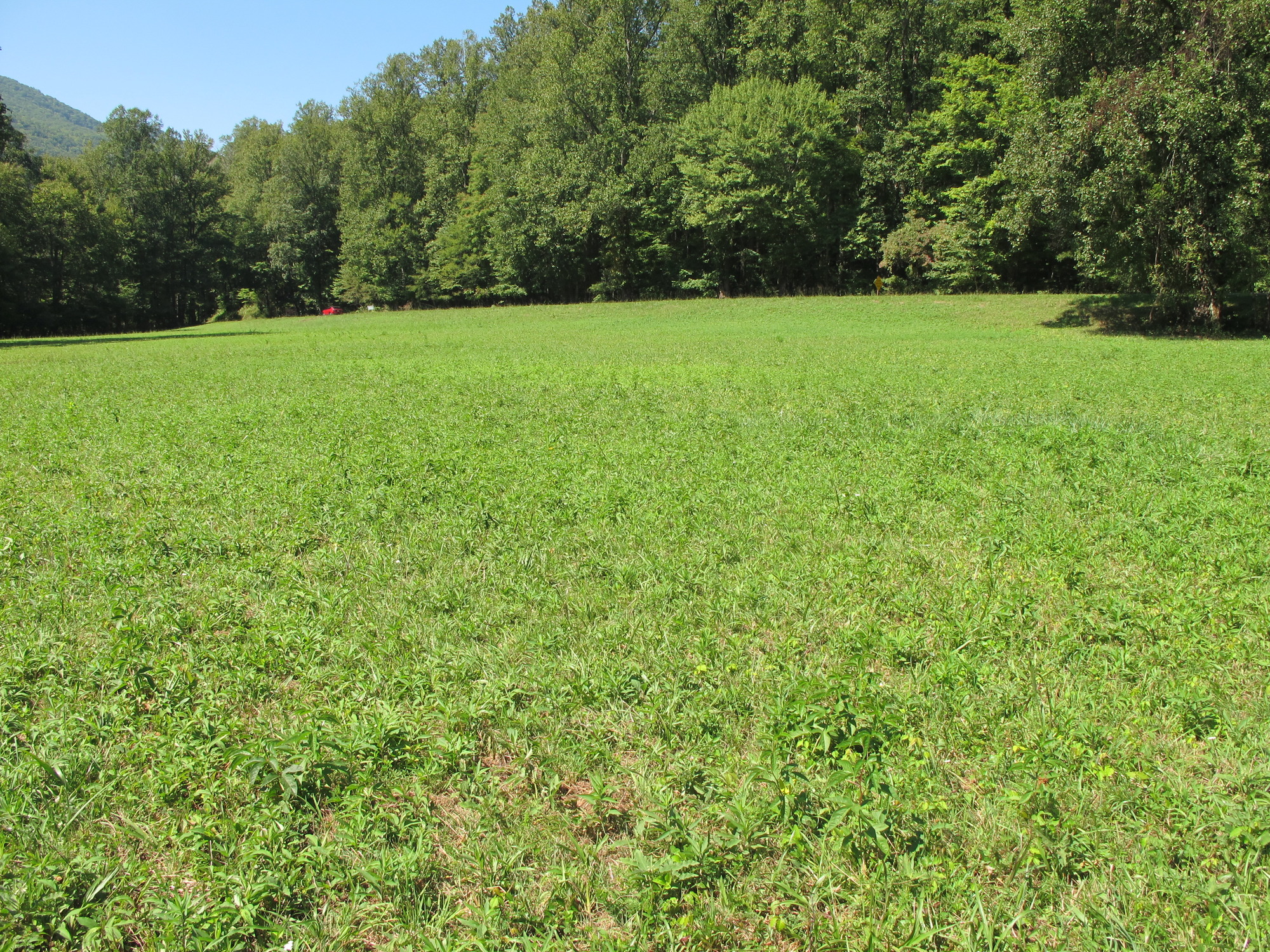 GRSM Accuracy Assessment. Plot Code: GRSM_AA_0798_5