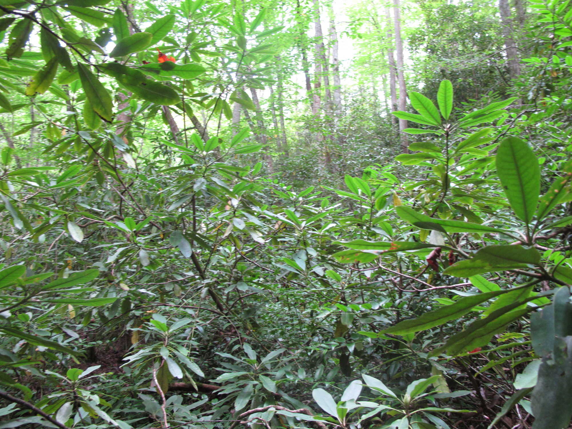 GRSM Accuracy Assessment. Plot Code: GRSM_AA_0199_5