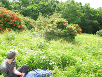 GRSM Accuracy Assessment. Plot Code: GRSM_AA_0873_5