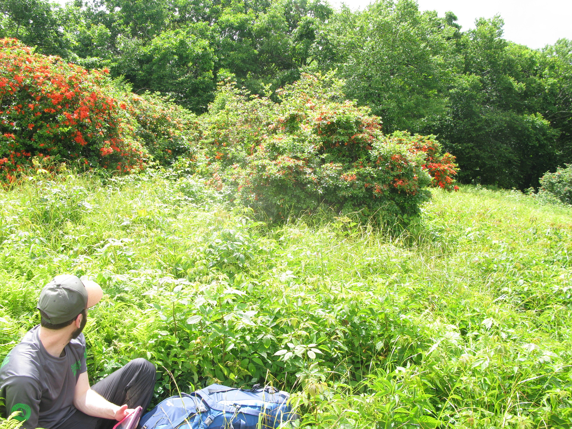 GRSM Accuracy Assessment. Plot Code: GRSM_AA_0873_5