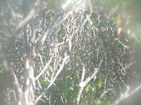 GRSM Accuracy Assessment. Plot Code: GRSM_AA_0677_2