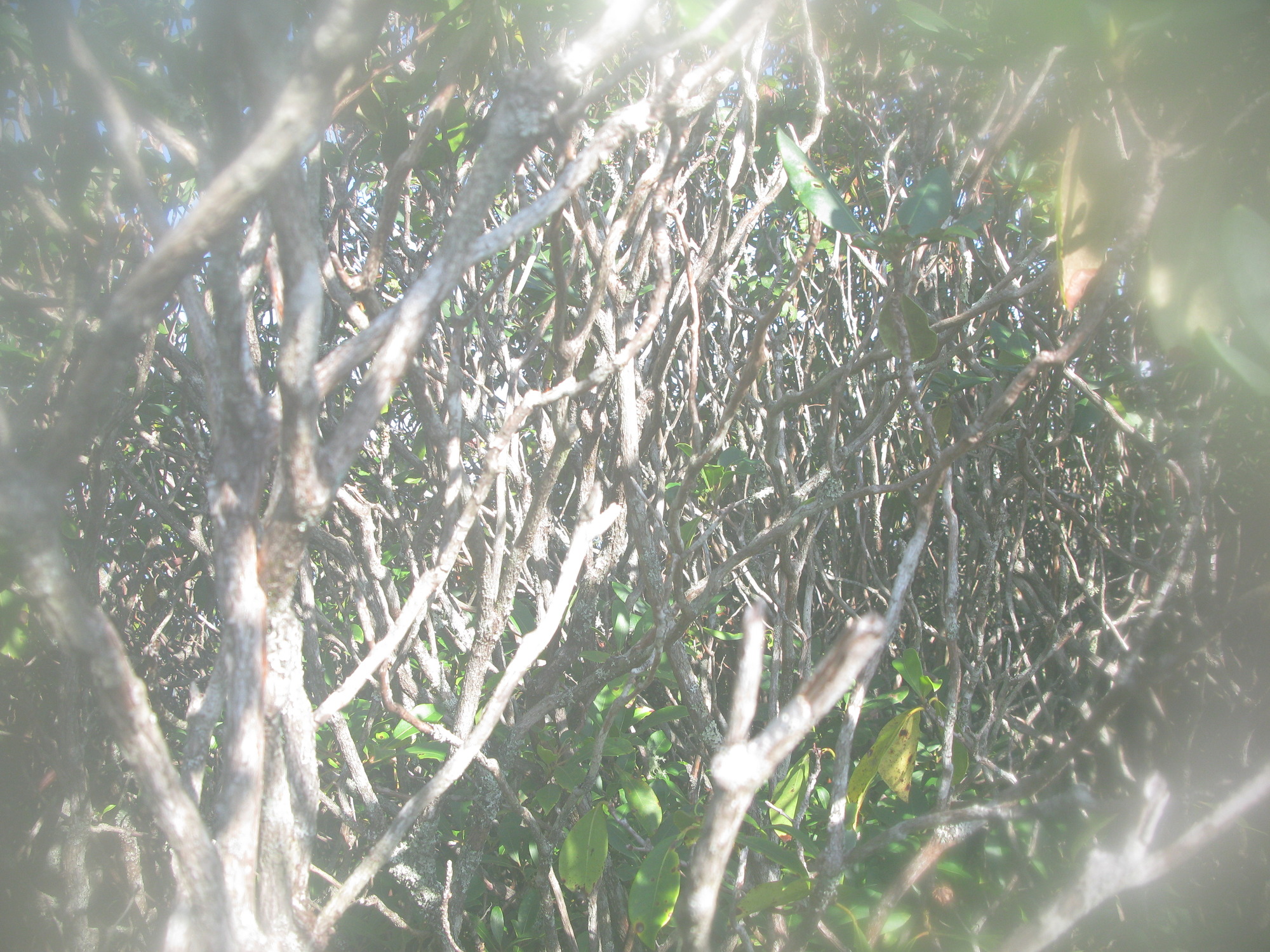 GRSM Accuracy Assessment. Plot Code: GRSM_AA_0677_2