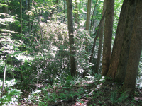 GRSM Accuracy Assessment. Plot Code: GRSM_AA_0056_6