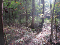 GRSM Accuracy Assessment. Plot Code: GRSM_AA_0346_3