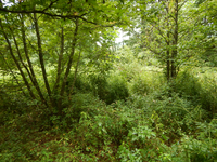 GRSM Accuracy Assessment. Plot Code: GRSM_AA_0709_4