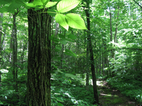 GRSM Accuracy Assessment. Plot Code: GRSM_AA_0647