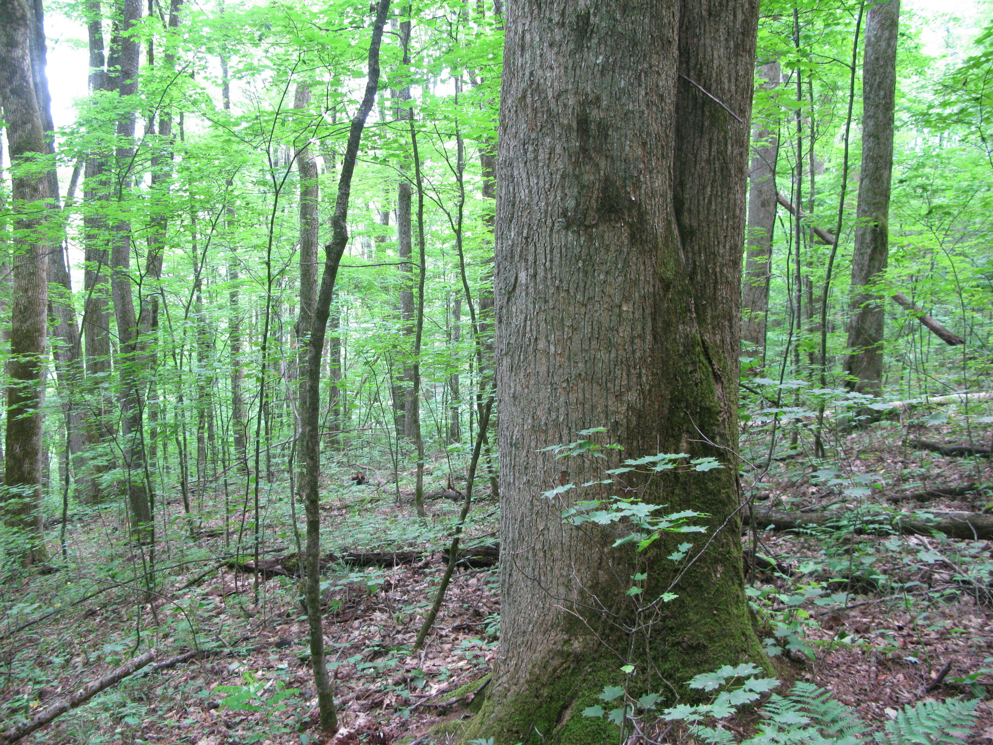 GRSM Accuracy Assessment. Plot Code: GRSM_AA_0040_4