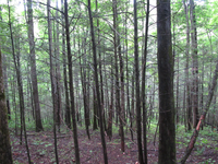 GRSM Accuracy Assessment. Plot Code: GRSM_AA_0538_3