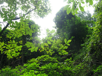 GRSM Accuracy Assessment. Plot Code: GRSM_AA_0948_6