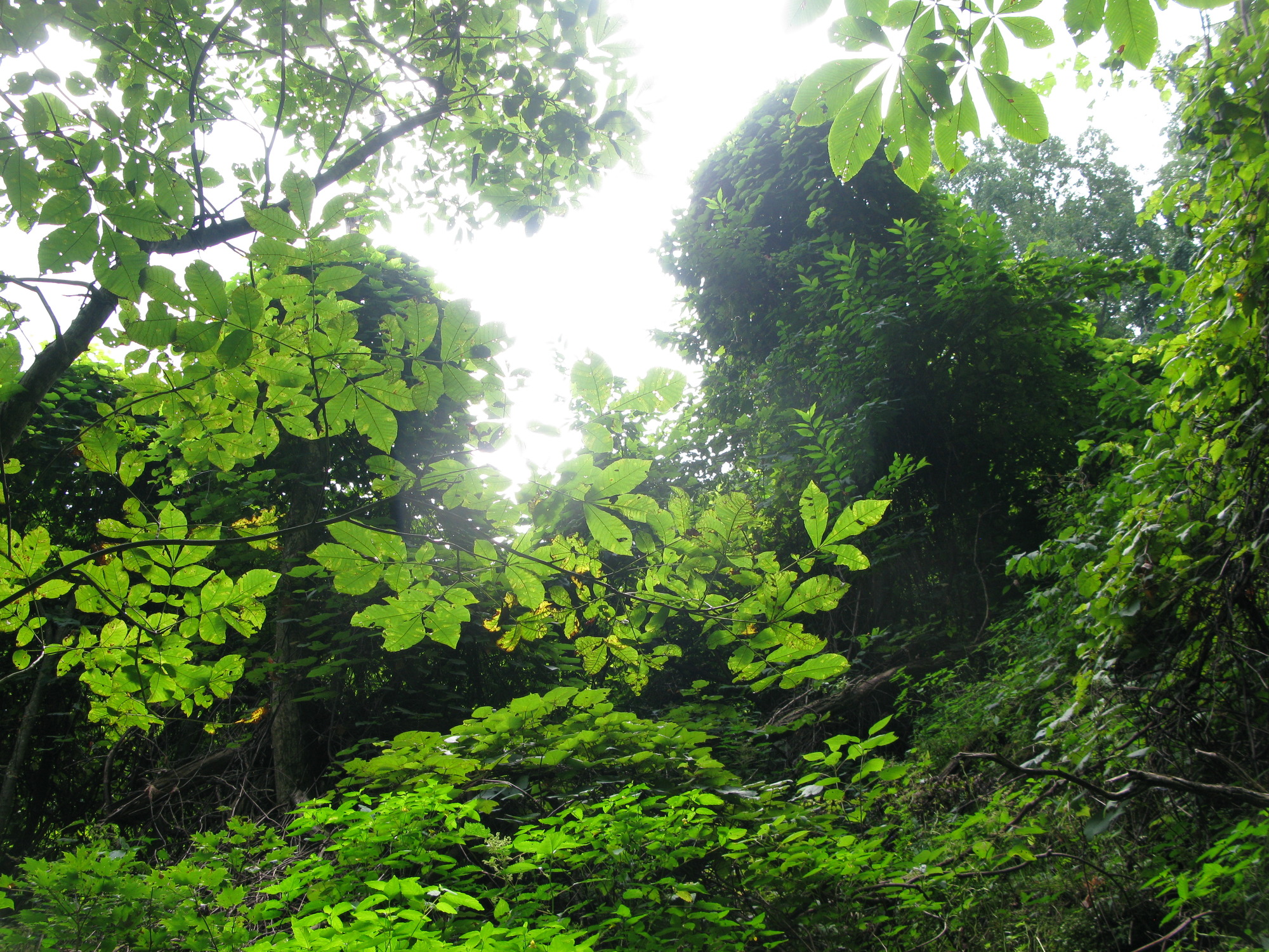 GRSM Accuracy Assessment. Plot Code: GRSM_AA_0948_6