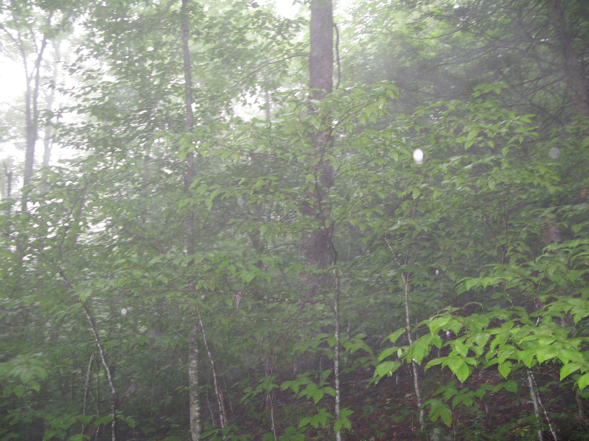 GRSM Accuracy Assessment. Plot Code: GRSM_AA_0103_2