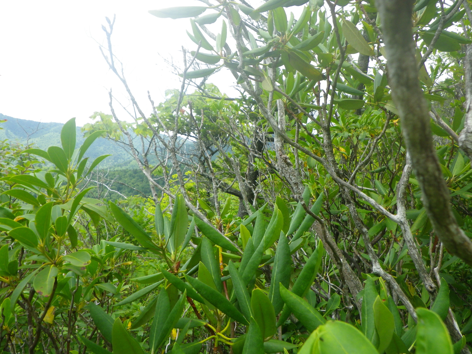 Plot Code: GRSM_AA_0611_6