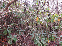 GRSM Accuracy Assessment. Plot Code: GRSM_AA_0121_6