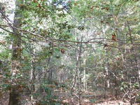 GRSM Accuracy Assessment. Plot Code: GRSM_AA_0934_6