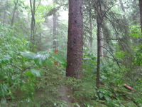 GRSM Accuracy Assessment. Plot Code: GRSM_AA_0390_3