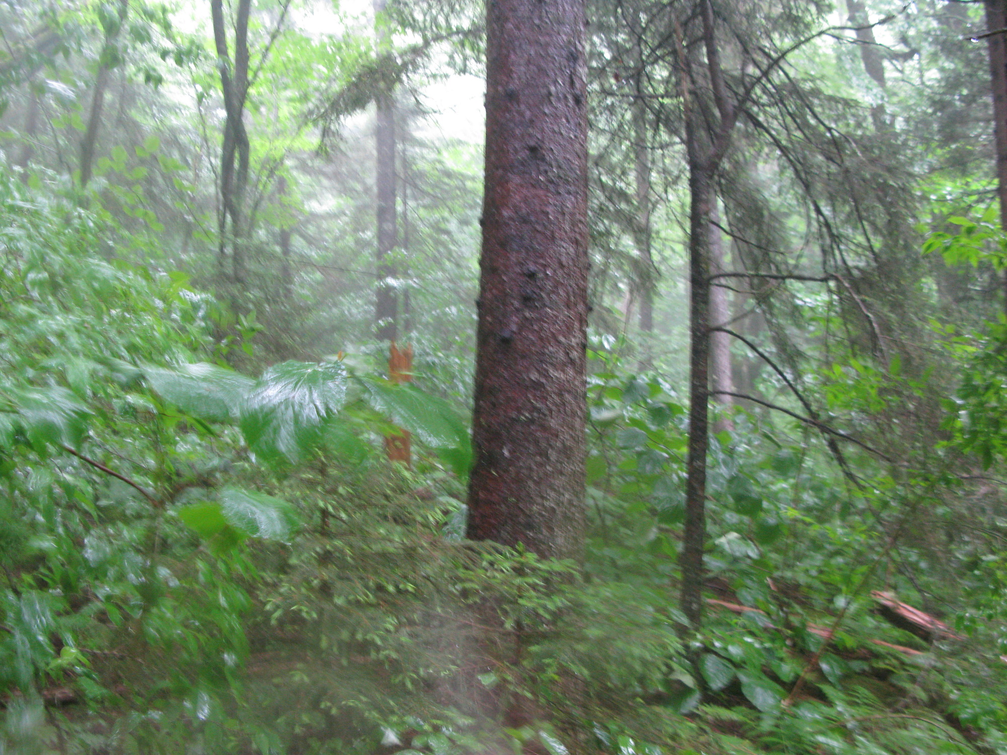 GRSM Accuracy Assessment. Plot Code: GRSM_AA_0390_3