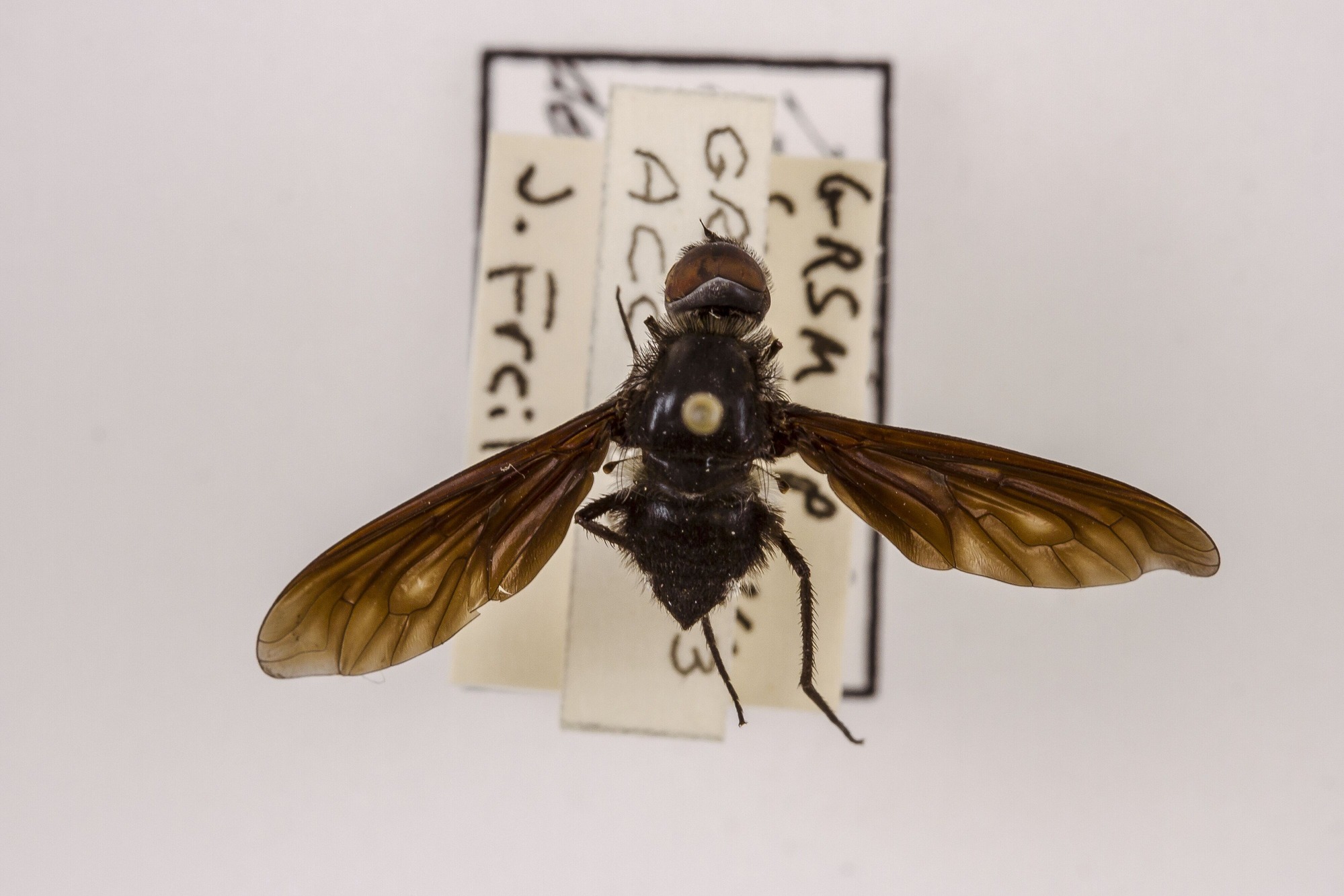 Image of Anthrax aterrima, a species of Animalia