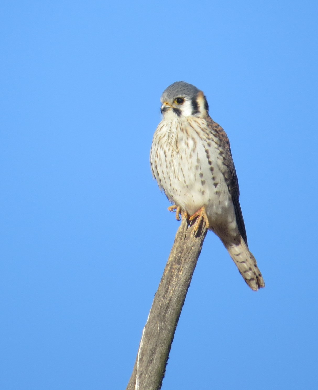 Image of Falco sparverius, a species of Bird
