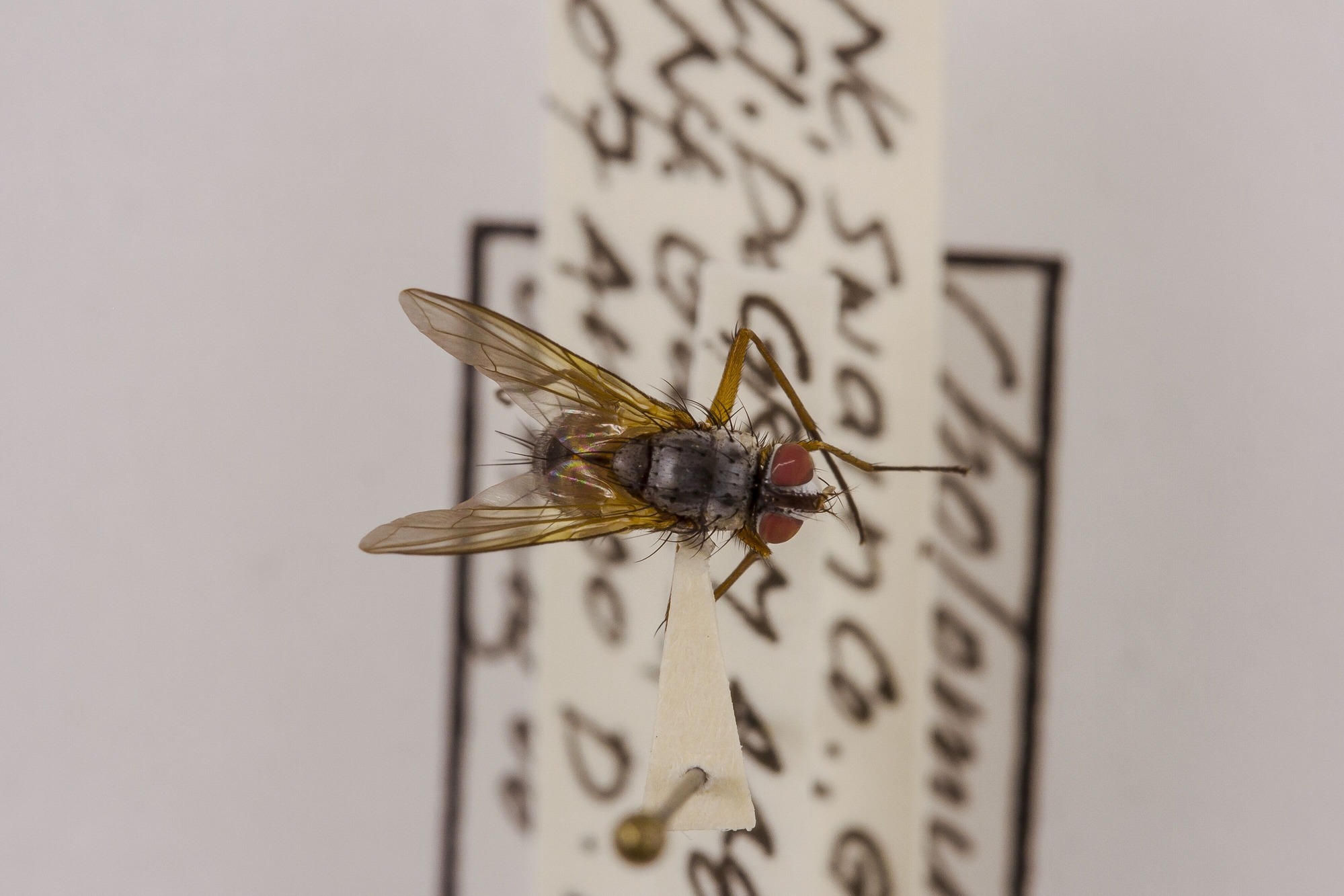 Image of Cholomyia inaequipes, a species of Animalia