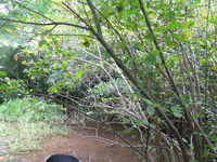 GRSM Accuracy Assessment. Plot Code: GRSM_AA_0510_2