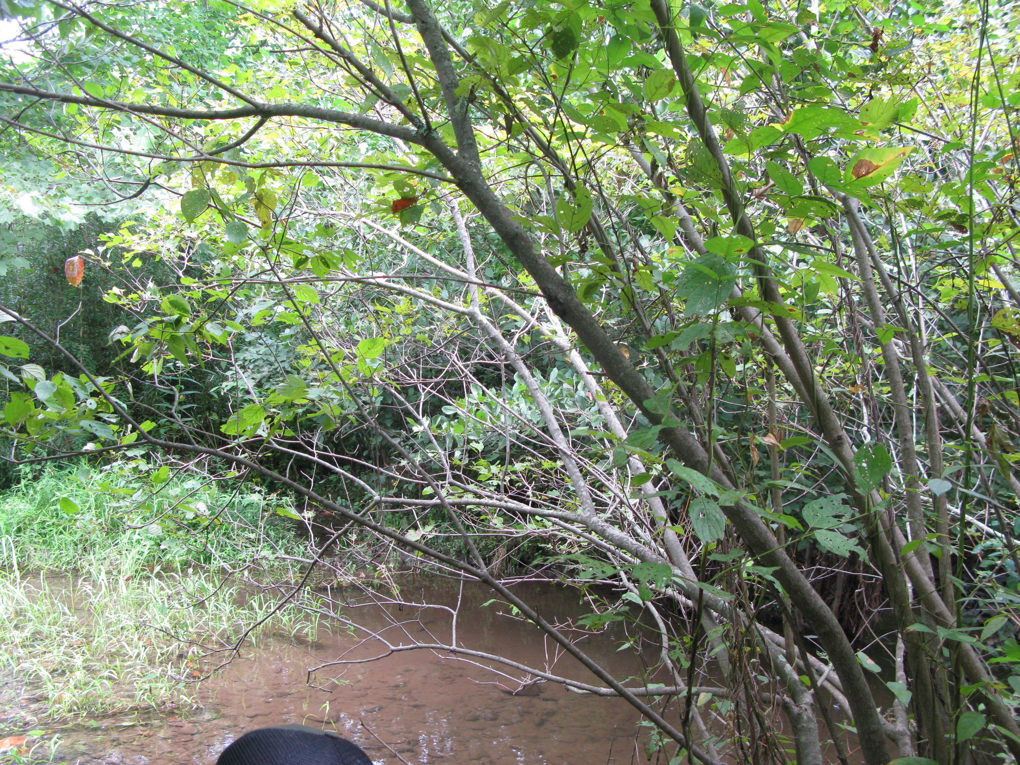 GRSM Accuracy Assessment. Plot Code: GRSM_AA_0510_2