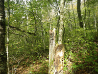 GRSM Accuracy Assessment. Plot Code: GRSM_AA_0146_2